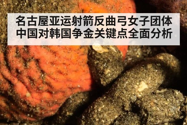 名古屋亚运射箭反曲弓女子团体中国对韩国争金关键点全面分析